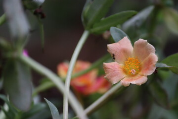Delicate Light Pink Portulaca Flower Blooming in Garden - Beautiful Macro Nature Video Loop	
