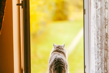 Fluffy cat enjoying view from open door