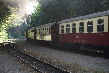 Locomotora dentro de un bosque