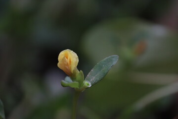 Delicate Yellow Portulaca Flower Blooming in the Garden	