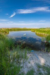 Small oasis among the reeds