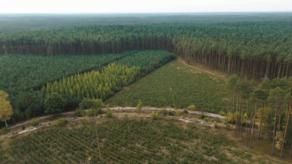 Young regrown forest showing nature regeneration