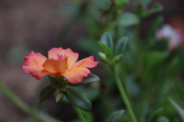 Delicate Light Pink Portulaca Flower Blooming in Garden - Beautiful Macro Nature Video Loop	