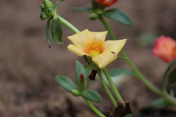 Delicate Yellow Portulaca Flower Blooming in Garden