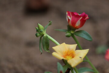 Delicate Yellow Portulaca Flower Blooming in Garden - Beautiful Macro Nature	