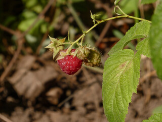 Ripe red and unripe green raspberries hanging on a vine with green leaves.