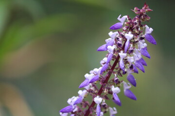 Vibrant Purple and White Flower Spikes - Close-up Macro Nature