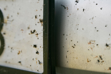 Flying insects hit fast moving car