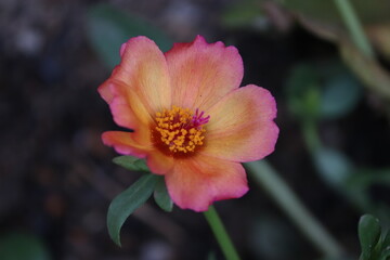 Close-up of a Delicate Pink Portulaca Flower Blooming in a Lush Green Garden on a Sunny Day	