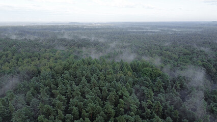 Misty summer morning in green forest