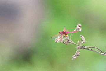 Trithemis annulata, violet marked dropwing darter, purple blushed or plum coloured dragonfly, male insect in India