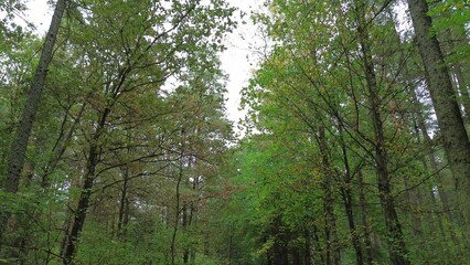 Autumn forest road with yellow leaves