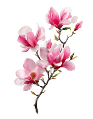 A painting of a pink flower with a white background