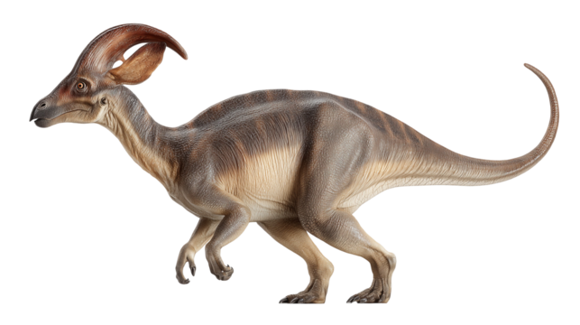 Parasaurolophus isolated on white background