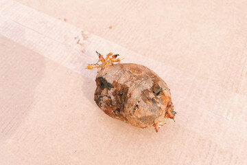 Decomposing potato with visible roots