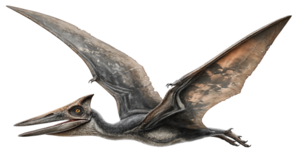 Pteranodon isolated on white transparent background