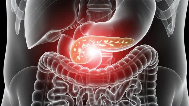 3D animation of a human torso showing the pancreas and surrounding digestive organs with highlighted red areas indicating pain or disease