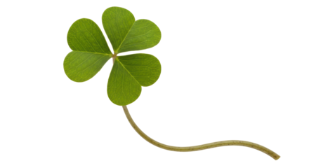 Isolated Four Leaf Clover