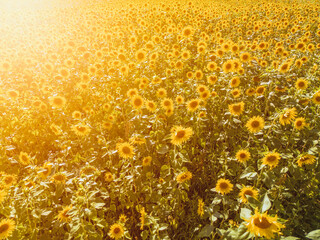 Bright sunflower close-up with bees collecting pollen in a large field