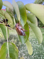 Common cockchafer beetle clings to green leaf in spring garden, illustrating seasonal insect...