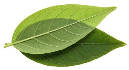 Isolated Two Green Leaves Close-Up