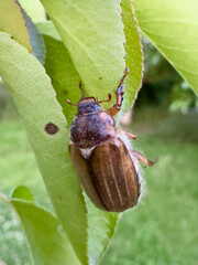 Common cockchafer beetle clings to green leaf in spring garden, illustrating seasonal insect...