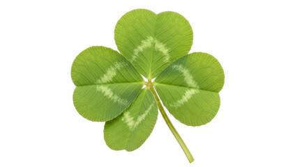 Isolated Four Leaf Clover