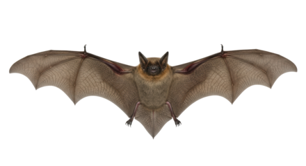 Isolated Bat