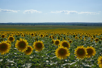 Obraz premium beautiful fresh sunflowers in Ukraine
