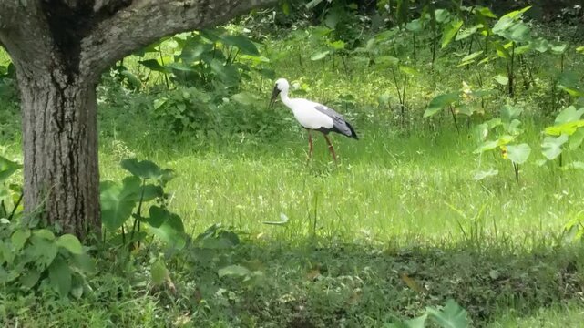 A white strock is wandering in the grassy field behind a mango tree