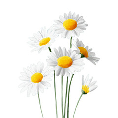 Fototapeta premium A bouquet of white daisies with yellow centers