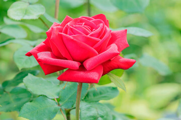Blooming bud of red hybrid tea rose in summer country garden.