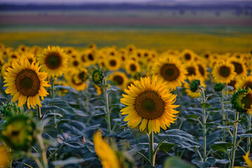Obraz premium beautiful fresh sunflowers in Ukraine