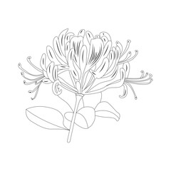 Honeysuckle flower line-art illustration of botanical bloom cluster