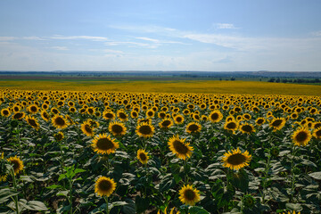 Obraz premium beautiful fresh sunflowers in Ukraine