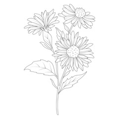 Line-art illustration of daisy flower cluster with stems and leaves