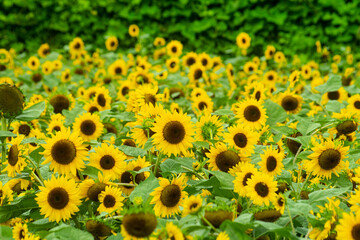 활짝 핀 해바라기 꽃밭