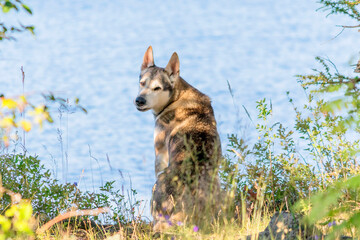A domestic mongrel dog on the shore of a lake is waiting for its owner to return from fishing.