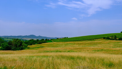 Rural landscape near Casale Monferrato and Ozzano, Alessandria province, Italy