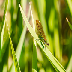 Calopteryx splendens, banded demoiselle dragonfly, on a sunny summer day