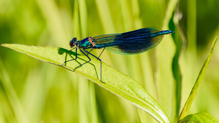 Calopteryx splendens, banded demoiselle dragonfly, on a sunny summer day