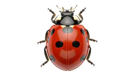 Isolated Ladybug