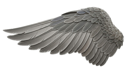 Isolated Gray Wing