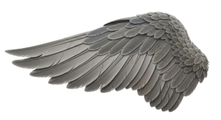 Isolated Gray Wing