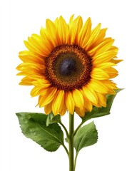 Fototapeta premium Vibrant Yellow Sunflower With Green Leaves