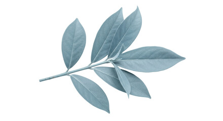 Isolated Branch with Blue Leaves