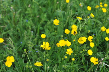 Obraz premium Various forest landscapes. Detailed photos of nature in the forest. 