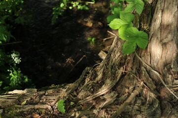 Various forest landscapes. Detailed photos of nature in the forest.
