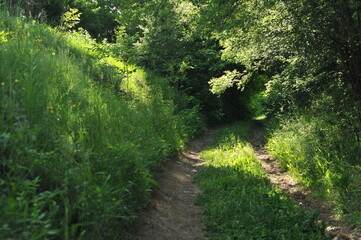 Various forest landscapes. Detailed photos of nature in the forest.
