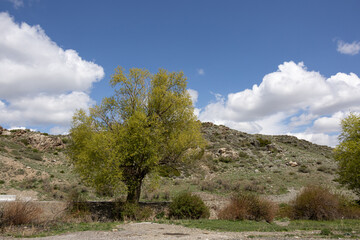 Tree with green leaves in rocky landscape